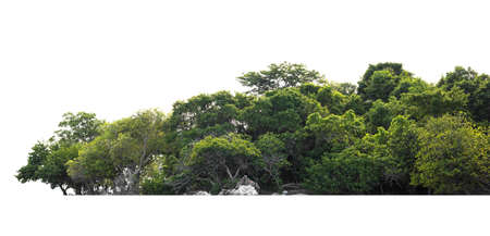 group green tree isolate on white backgroundの写真素材