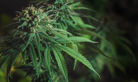 cannabis tree with sunshine backgroundの写真素材