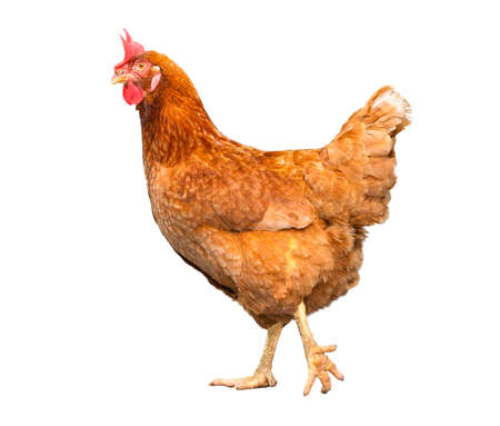 chicken isolate on white backgroundの写真素材