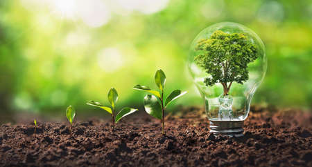 tree growing on light bulb with sunshine in nature and small plants growth stepe. saving energy and eco conceptの写真素材