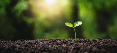 young tree growing in garden with sunrise. eco concept earth dayの写真素材