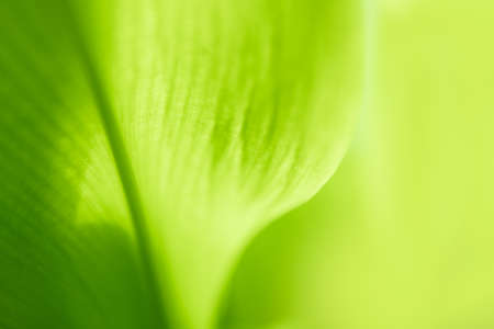 Nature of green leaf. environment ecology greenery wallpaper