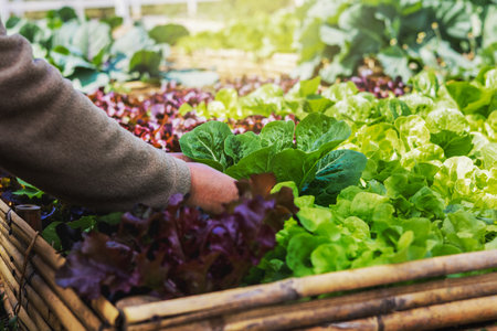 close up hand woman picking vegetable from  gardenの写真素材