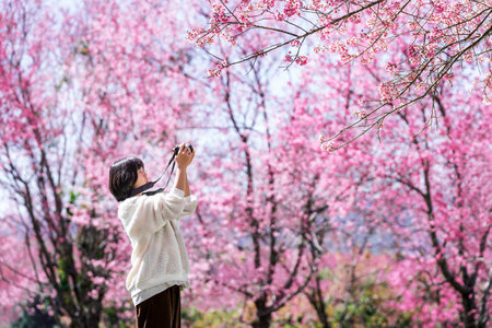 traveler woman taking photos of Wild Himalayan Cherryの写真素材