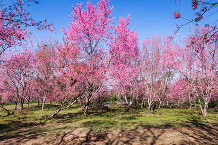 Branch wild Himalayan cherry flower blossom at phu lom lo mountain Thailandの写真素材
