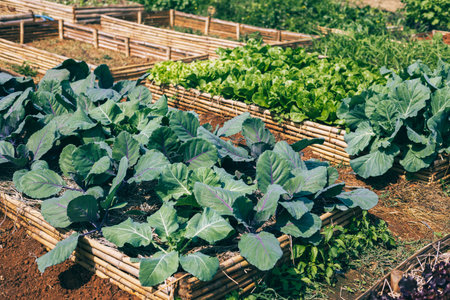 vegetables in the backyard. Eco friendly garden