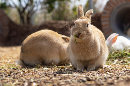 rabbit on the farm and sunshineの写真素材