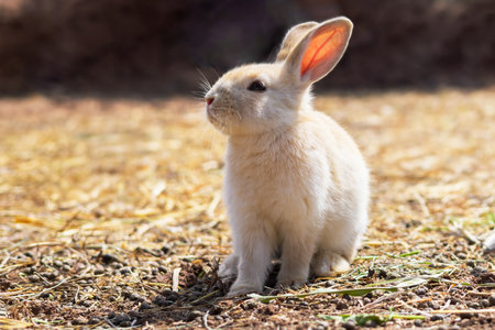 rabbit on the farm and sunshineの写真素材