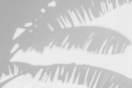 banana leaves shadow on wall. concept Abstract background