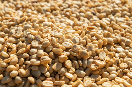 coffee beans drying in sunlightの写真素材