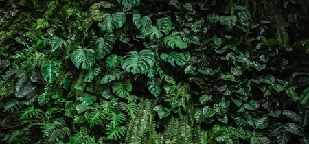 tropical green leaf texture backgroundの写真素材