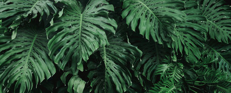 green leaf monstera background textureの写真素材