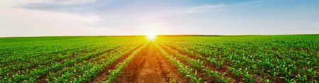 Green corn field with rural sunsetの写真素材