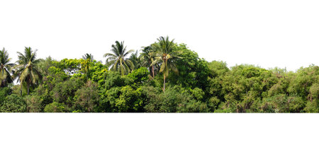 tree line lush green forest with palm trees and a white backgroundの写真素材