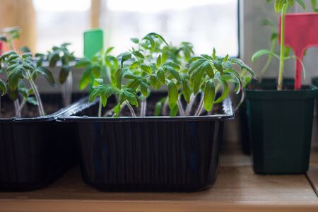 Growing tomato seedlings plants in plastic pots with soil on balcony window sill with tags labels. Urban home balcony gardening, growing vegetables conceptの写真素材