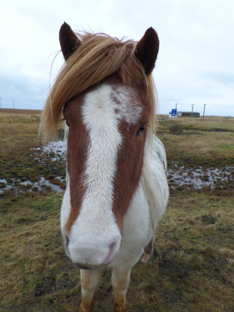 Icelandic horse portraitの写真素材