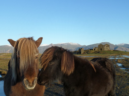 Icelandic horsesの写真素材