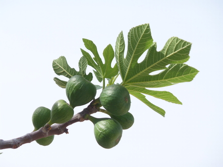 Young Figs on the Branch Close up
