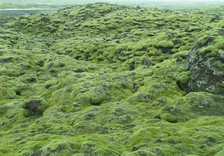 Stunning View of Moss Covered Lava Field along the road of Iceland, Background, Patternの写真素材