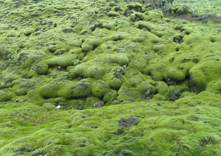 Breathtaking Green Moss Covered Lava Rocks in South Iceland, Background, Patternの写真素材