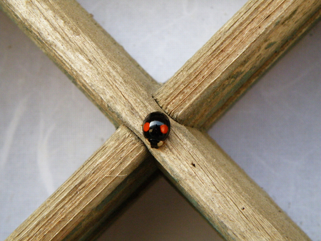 A Red dots Black Ladybug Climbing on a Wooden Decoration Paper Doorの写真素材