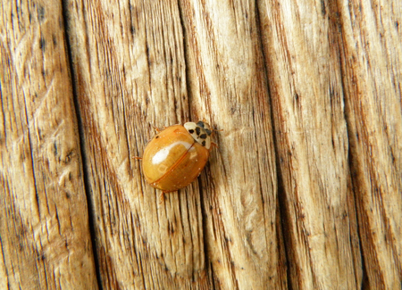 A Bright Yellow Ladybug Climbing on The Wooden Wallの写真素材
