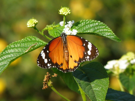 Orange & Brown butterfly on the Leaf and White Flower, Close upの写真素材