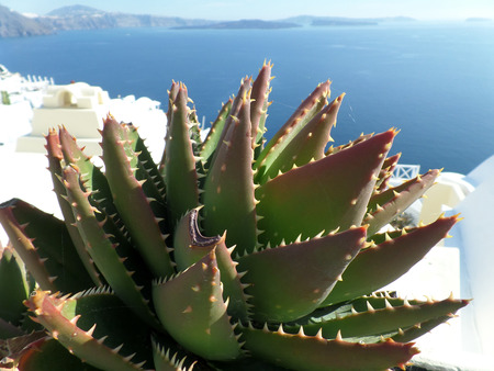 Green Aloevera Againt Blue Aegean Sea at Santorini Island, Greeceの写真素材