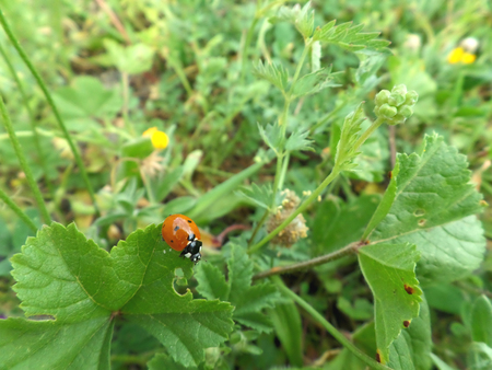 A Red Ladybug Walking on the edge of the Green Leafの写真素材