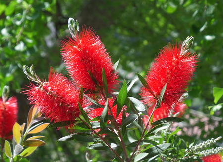 Blooming Red Flowers in the Sunshineの写真素材