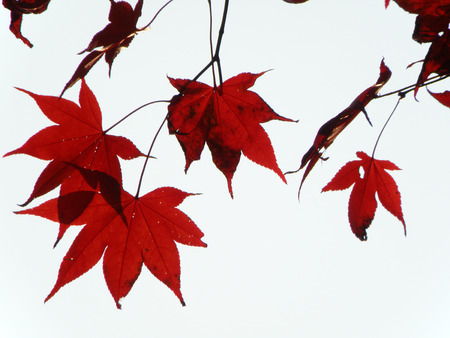 Red Maple Leaves in Autumn of South Koreaの写真素材