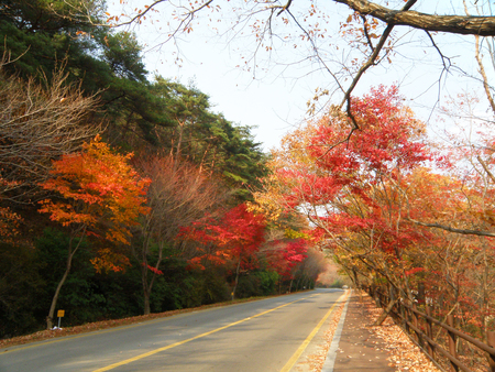 Colorful Autumn Leaves on the Mountain Road in South Koreaの写真素材