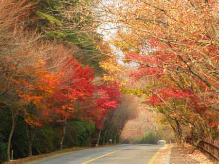 Stunning Autumn Color on the Mountain Road in South Koreaの写真素材