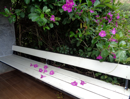 White Bench under the Flowering Treeの写真素材