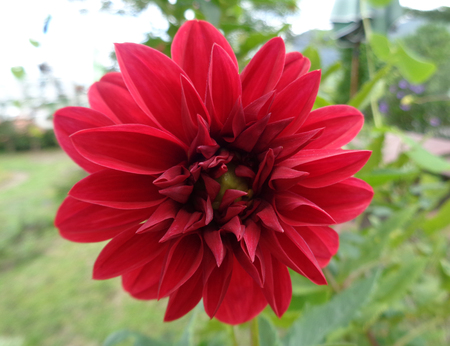 Red Blooming Chrysanthemums Close-upの写真素材
