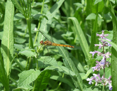 Dragonfly on a Green Leaf in the Sunshineの写真素材