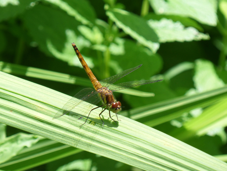 Dragonfly on a Green Leaf in the Sunshineの写真素材