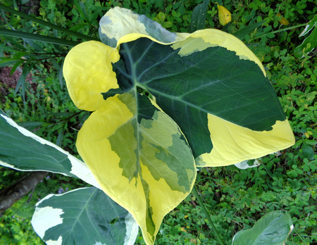 Close up of Two Tone Green Leafの写真素材
