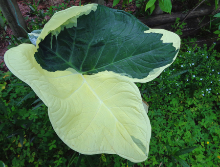 Light and Dark Green Two-tone Color Leaf, Close-upの写真素材