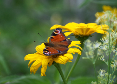Red Butterfly on the Yellow Blooming Flowerの写真素材