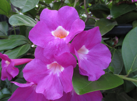 Three Bright Purple Flowers with the Morning Dewの写真素材
