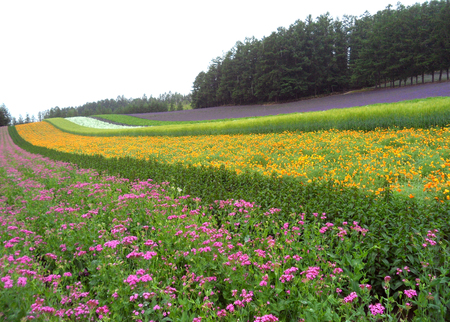 Multi Color Botanical Garden in Hokkaido Island of Japan