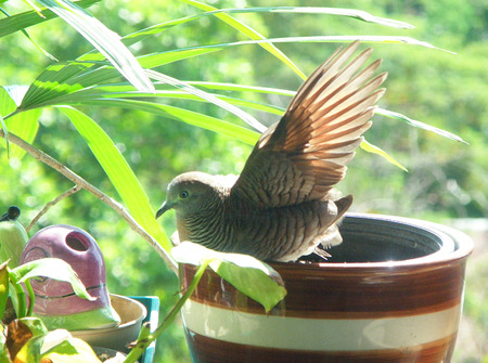 Wild Zebra Dove wing up for sunbathing at the balconyの写真素材
