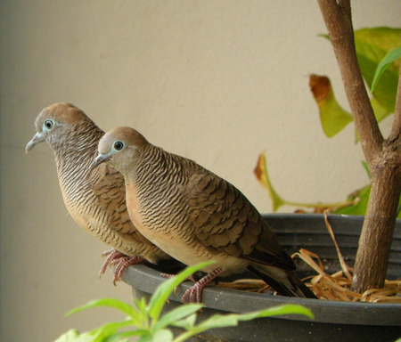 Wild Zebra Dove Couple Relaxing Together on the Planterの写真素材