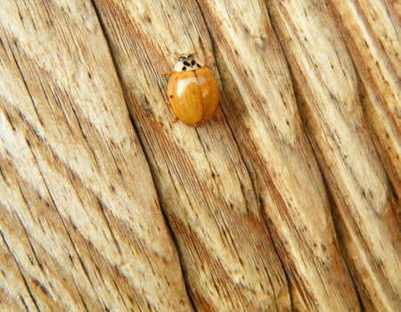 Yellow Ladybug Climbing on the Light Brown Wooden Wallの写真素材