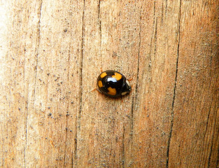 Yellow dot Black Ladybug Climbing on the wooden Wallの写真素材