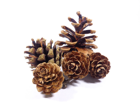 Five natural pine cones isolated on white background, close-upの写真素材