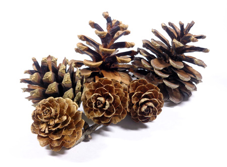 Close-up of six natural pine cones isolated on white background
