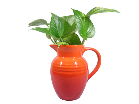 Green leaves in bright red jug isolated on white background, close-upの写真素材
