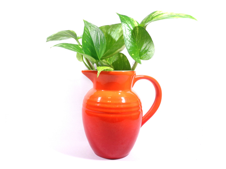 Close-up of green leaves in the bright red vase isolated on white backgroundの写真素材